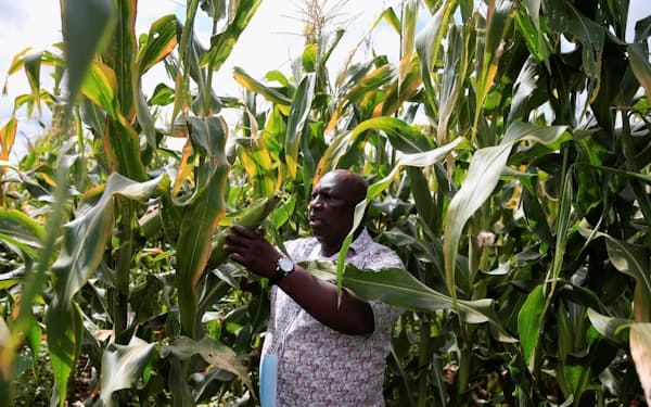 ジンバブエのトウモロコシ農家。アフリカの農家は、肥料価格の高騰を受け、減産している＝ロイター