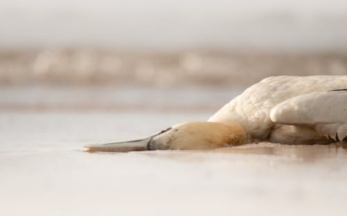 2022年6月6日、英ベースロック島の海岸付近に横たわるシロカツオドリの死骸。ベースロックにはこの鳥の世界最大の繁殖コロニーがある。(PHOTOGRAPH BY RACHEL BIGSBY)
