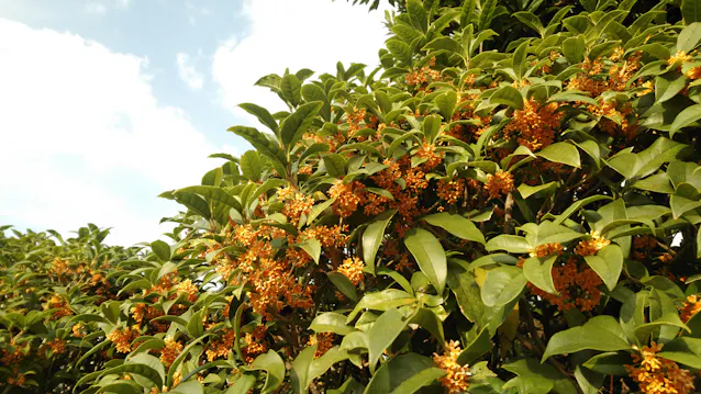 花の香りに役割はあるの 受粉を手伝う虫を誘っている 日本経済新聞 花の香りに役割はあるの 受粉を手伝う虫を誘っている 日本経済新聞