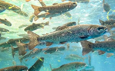 熊谷組が養殖を手掛ける「SAGAアクポニサーモン」=同社提供