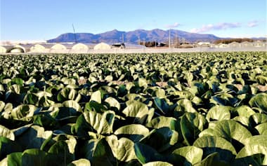 完全子会社化したプレマの有機農場=大泉工場提供