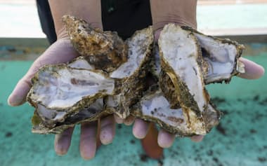 広島県呉市沖で水揚げされた、中身のなくなったカキ殻=共同