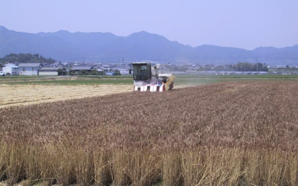 三重県は県産小麦を使った新製品の開発を進める