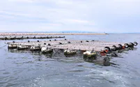 大阪湾に浮かぶカキいかだ(2021年)