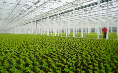 巨大ハウスでレタスなどを生産・出荷していた(岡山県笠岡市、2023年)
