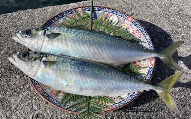 水揚げされた完全養殖マサバ(15日、愛媛県愛南町)