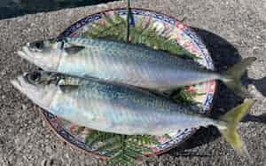 水揚げされた完全養殖マサバ(15日、愛媛県愛南町) 水揚げされた完全養殖マサバ(15日、愛媛県愛南町)