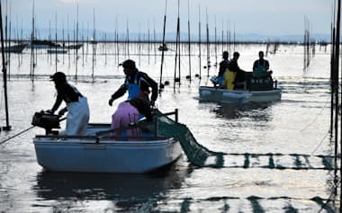 2025年シーズンの佐賀県産のノリ漁は、海水温の低下を待って11月に種付けが始まった(佐賀市、代表撮影)