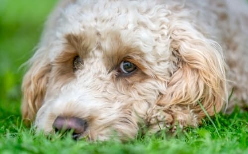 年老いた犬の認知能力が低下するのは一般的だが、イヌの認知機能障害(CCD)という深刻な病気につながることもある。(PHOTOGRAPH BY DESIGN PICS INC, NAT GEO IMAGE COLLECTION)