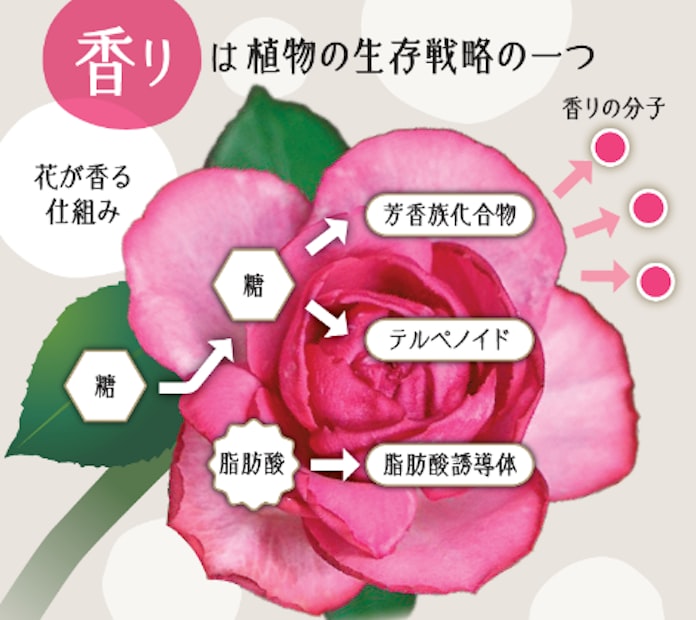 花の香りに役割はあるの 受粉を手伝う虫を誘っている 日本経済新聞 花の香りに役割はあるの 受粉を手伝う虫を誘っている 日本経済新聞