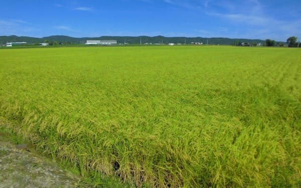 22年産米の作柄は安定している（新潟県内の水田）