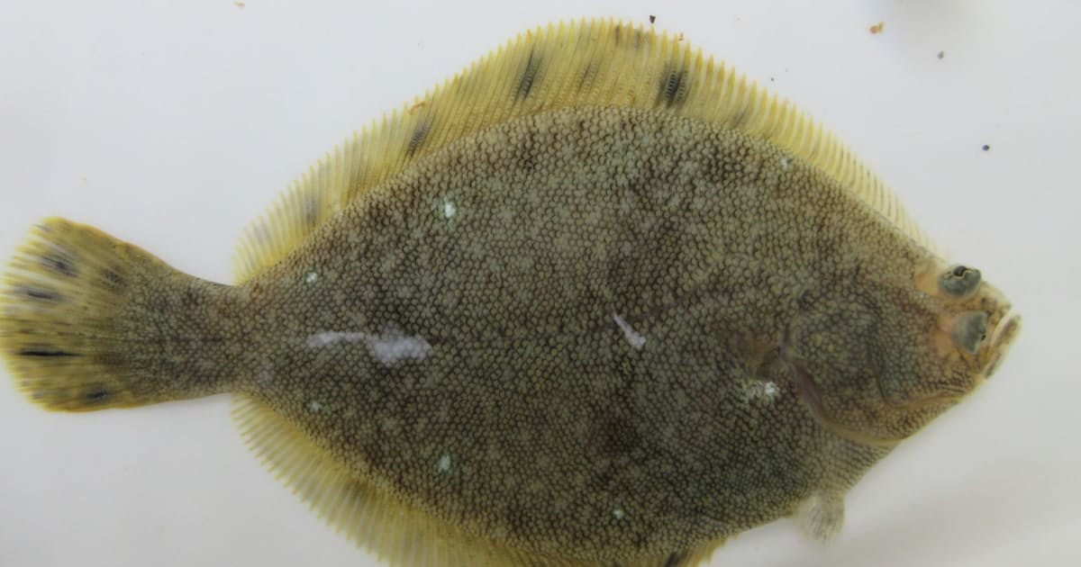 高級カレイ マツカワ 量産 青函トンネルの湧き水利用 日本経済新聞 高級カレイ マツカワ 量産 青函トンネルの湧き水利用 日本経済新聞