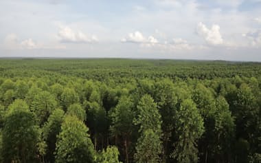 丸紅はスマトラ島で植林事業を展開する(2025年5月、南スマトラ州)
