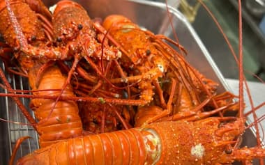 海水温の上昇により南三陸で伊勢エビは豊漁になった=マルセン食品提供