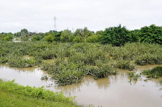 大雨のリンゴ園被害 弘前市内は8億2560万円 日本経済新聞 大雨のリンゴ園被害 弘前市内は8億2560万円 日本経済新聞