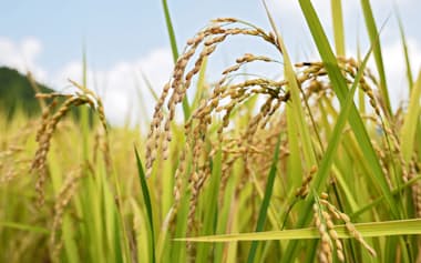 収穫期を迎えた稲(福岡県東峰村)