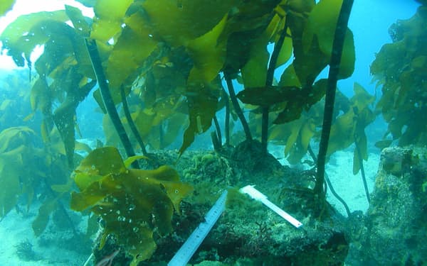 大型のブロックに若い海藻を移植した様子＝東北大・青木優和教授提供