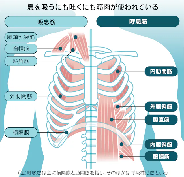 マラソン 呼吸 鍛えて走力アップ 深呼吸で筋肉疲労を予防 日本経済新聞 マラソン 呼吸 鍛えて走力アップ 深呼吸で筋肉疲労を予防 日本経済新聞