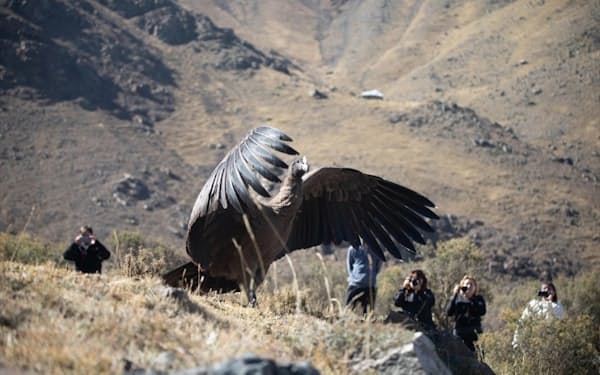 2022年4月、アルゼンチンのメンドーサにあるコルドン・デル・プラタ公園で、リハビリを終えて放鳥される若いコンドルの「トゥプン・カトゥ」（PHOTOGRAPH BY SOFIA LOPEZ MAÑAN）