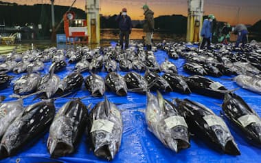 勝浦地方卸売市場の初市に並んだマグロ(4日、和歌山県那智勝浦町)=共同