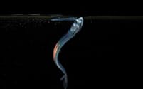 水面で体を虹色にきらめかせながら餌を食べる、生後数日のイワシの幼魚。気候変動によって上昇しつつある水温のわずかな違いが、餌の確保、ひいては幼魚が生き延びられるかどうかに大きな影響を与える（PHOTOGRAPH BY JOÃO RODRIGUES）