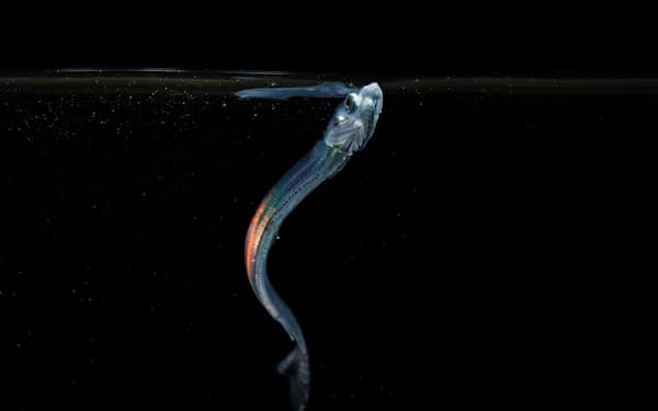 水面で体を虹色にきらめかせながら餌を食べる、生後数日のイワシの幼魚。気候変動によって上昇しつつある水温のわずかな違いが、餌の確保、ひいては幼魚が生き延びられるかどうかに大きな影響を与える（PHOTOGRAPH BY JOÃO RODRIGUES）