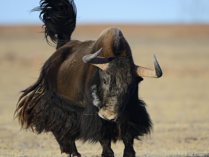 チベットのヤク 肺に特殊な細胞 高地の低酸素に適応か 日本経済新聞 チベットのヤク 肺に特殊な細胞 高地の低酸素に適応か 日本経済新聞