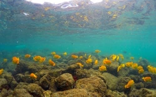 2019年、米国ハワイ州カイルア・コナのカハラウ湾で、白化したサンゴの近くを泳ぐ魚たち。沿岸のサンゴは、2015年の大規模な海洋熱波によって半分近くが死滅した。（PHOTOGRAPH BY CALEB JONES, AP IMAGES)