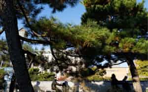 中学生の川端康成がマラソンで走ったという八丁松原。朝、自転車に乗った学生らが駆け抜けていった=三浦秀行撮影 中学生の川端康成がマラソンで走ったという八丁松原。朝、自転車に乗った学生らが駆け抜けていった=三浦秀行撮影