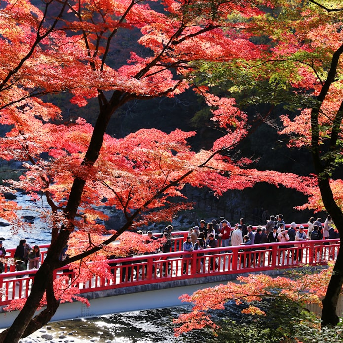 秋に包まれる紅葉のトンネル 専門家が選ぶベスト10は 日本経済新聞 秋に包まれる紅葉のトンネル 専門家が選ぶベスト10は 日本経済新聞