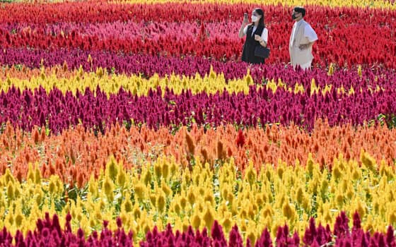 埼玉県滑川町の国営武蔵丘陵森林公園で、羽毛のような花が特徴のウモウゲイトウが見ごろを迎えている。赤、黄、ピンク、オレンジなど約40万本の色鮮やかな花のじゅうたんを来園者たちが楽しんでいた（2日）=共同