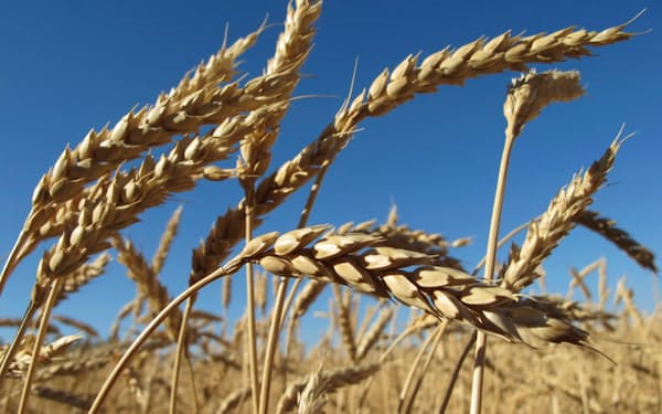 ロシアのウクライナ侵攻以降、小麦の供給網が大きく混乱している（アルタイ地方の小麦畑、ロイター）