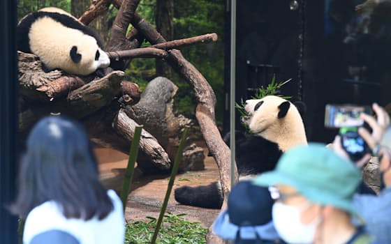 来園者に公開された双子のジャイアントパンダ、シャオシャオとレイレイ（4日午前、東京都台東区の上野動物園）