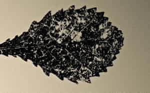 王秉蒼 写真 王秉蒼 写真