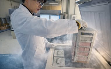 神戸大学はiPS細胞をシート状のまま凍結保存する手法を開発した=神戸大学の内田諭氏提供
