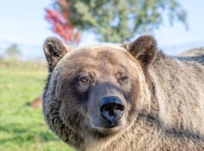 糖尿病予防の手がかり 冬眠するクマから発見 日本経済新聞 糖尿病予防の手がかり 冬眠するクマから発見 日本経済新聞