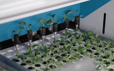 自動化技術を取り入れたグリーンファイトの植物工場の栽培工程(1月上旬、シンガポール)