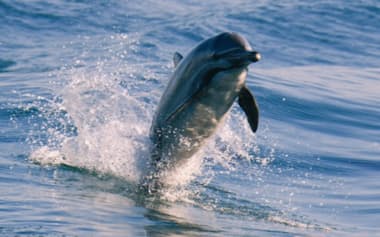 大阪湾で海面を跳ねるマイルカ=神戸大の岩田高志助教提供