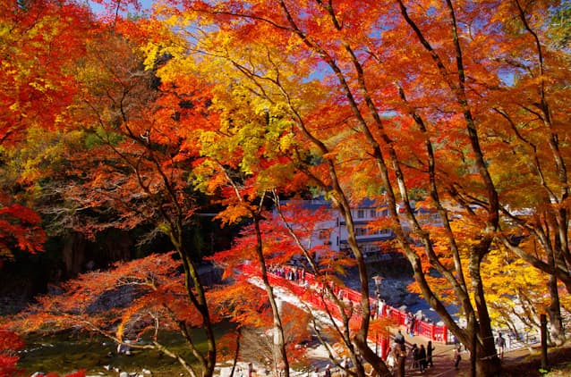 秋に包まれる紅葉のトンネル 専門家が選ぶベスト10は 日本経済新聞 秋に包まれる紅葉のトンネル 専門家が選ぶベスト10は 日本経済新聞