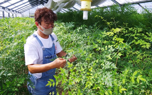 伊藤さんはイチョウやモミジ、南天、柿の葉など60種類の木々を育てる