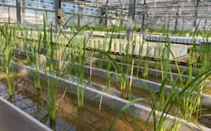 日産化学の生物科学研究所(埼玉県白岡市) 日産化学の生物科学研究所(埼玉県白岡市)