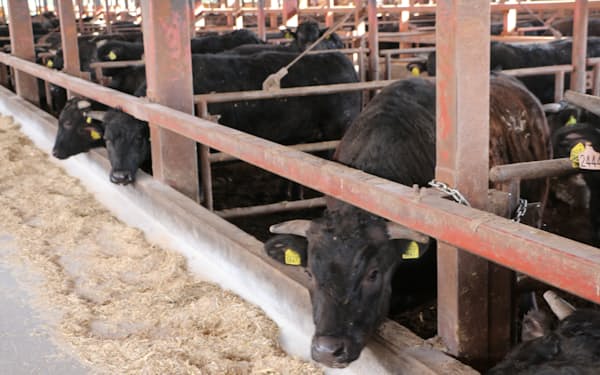 松永牧場では黒毛和種と交雑種の肉牛を飼育する