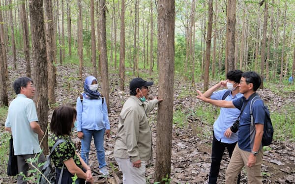気温上昇や乾燥に強い樹木の新品種を開発する（インドネシア、国際農研提供）