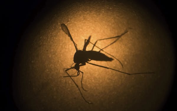 デング熱は蚊を媒介として感染する＝AP