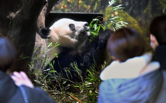 中国返還前の最終観覧日を迎えたジャイアントパンダのシャオシャオ(25日、東京都台東区の上野動物園) 中国返還前の最終観覧日を迎えたジャイアントパンダのシャオシャオ(25日、東京都台東区の上野動物園)