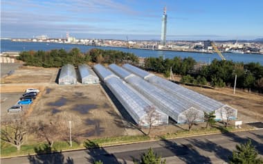 日本製紙が秋田工場に新設したエリートツリーの閉鎖型採種園=同社提供