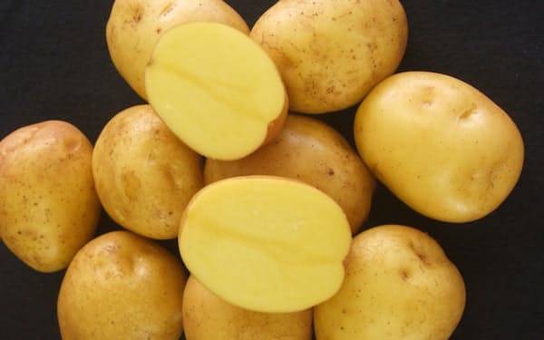 長崎県が育成したジャガイモの品種の「アイマサリ」
