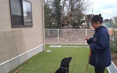 「聴導犬トレーニングセンター」の芝生スペースでの訓練風景(1月下旬、埼玉県ふじみ野市)