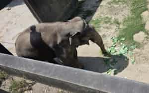 イオンネクストが提供した野菜の端材を食べるゾウ(千葉市動物公園)=同社提供 イオンネクストが提供した野菜の端材を食べるゾウ(千葉市動物公園)=同社提供