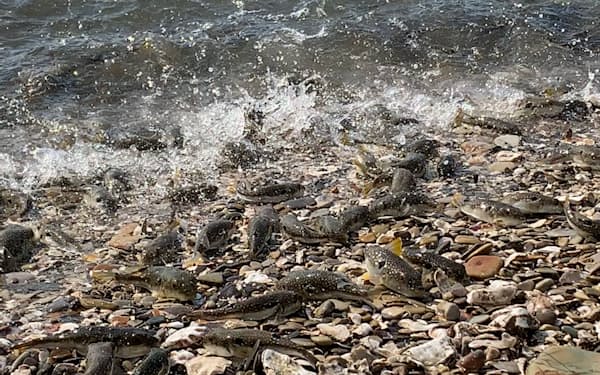 クサフグは繁殖期の大潮の日に海岸に集まって一斉に産卵する＝吉村崇・名古屋大学教授提供